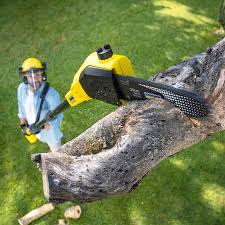 Professional Tree Services in Hotchkiss, CO