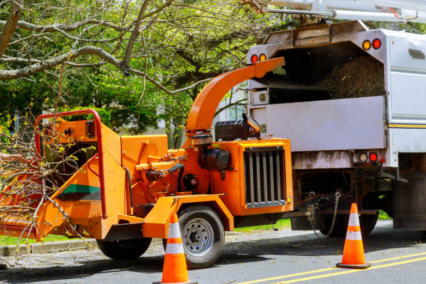 Best Leaf Removal  in Hotchkiss, CO