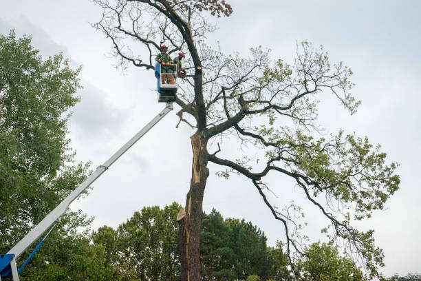 Best Palm Tree Trimming  in Hotchkiss, CO