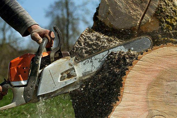 Best Fruit Tree Pruning  in Hotchkiss, CO